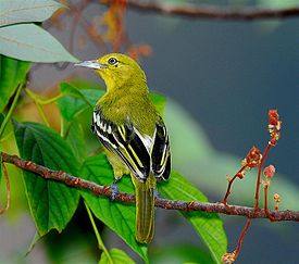 Чернокрылая йора (Aegithina tiphia)