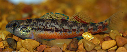 Etheostoma raneyi, Yazoo darter