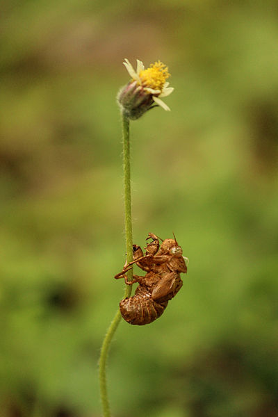 File:Exoskeleton fly 1.jpg