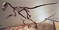 Deinonychus skeleton