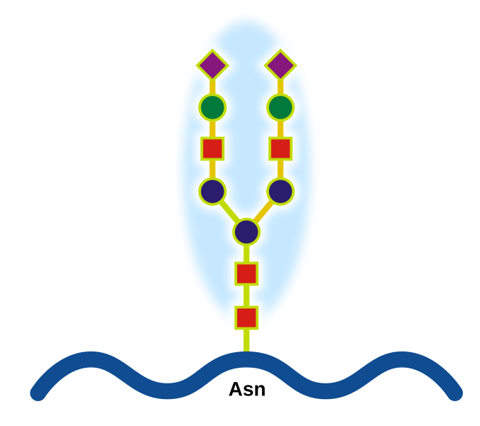 Archivo:Glicoprotein.svg