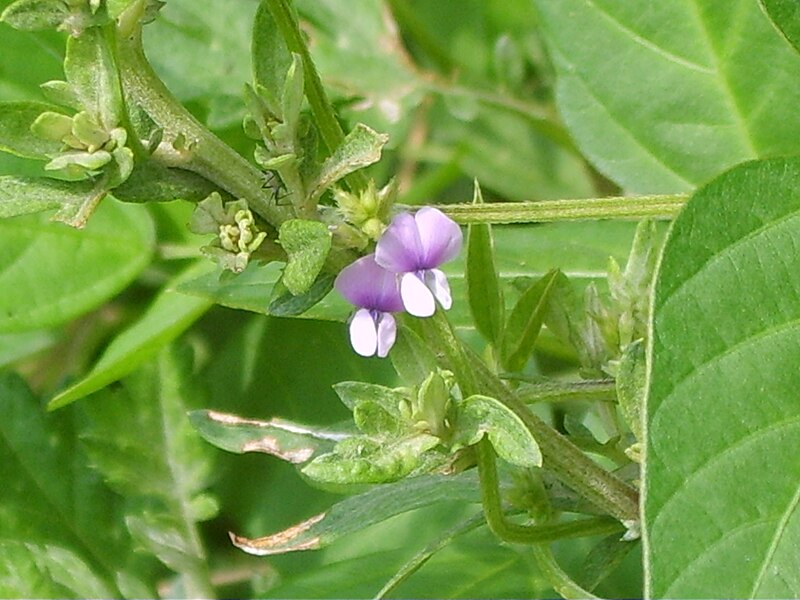 File:Glycine soja 5.JPG