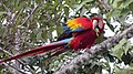 Guacamaya libre en Palenque.