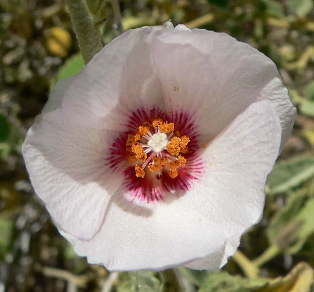 File:Hibiscus denudatus flower 3.jpg