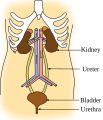 Urinary system