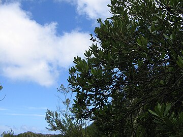 Laurus are found in Hell Creek