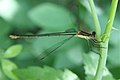 Swamp Spreadwing, Lestes vigilax