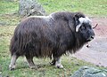 Unlike woolly rhinos and mammoths, muskoxen narrowly survived the Quaternary extinctions.[1]