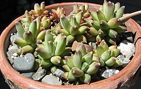 Pachyphytum compactum