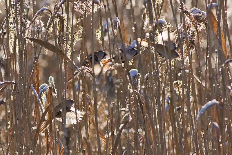 File:Panurus biarmicus flock.jpg