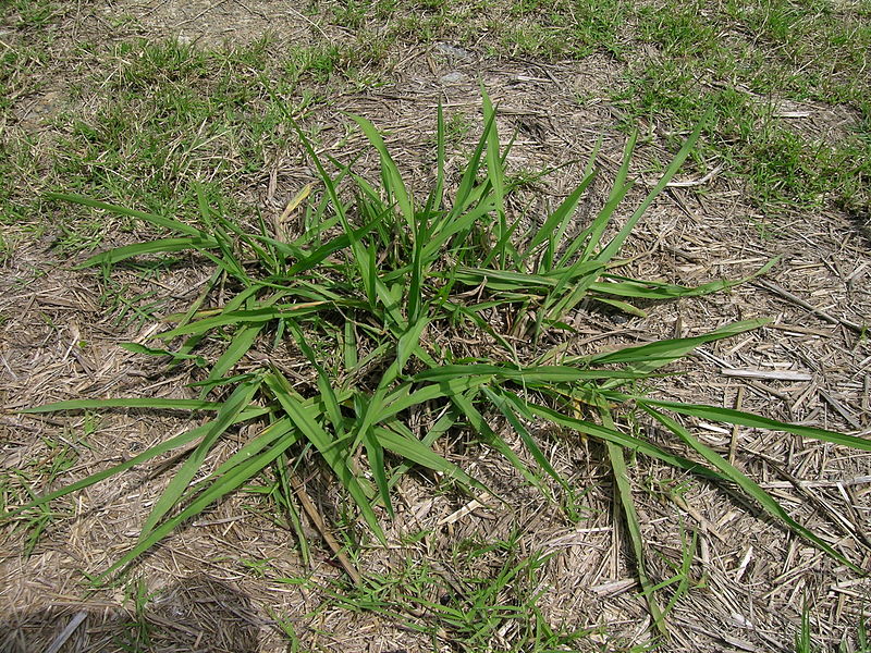 Archivo:Paspalum dilatatum plant2 (7185809509).jpg