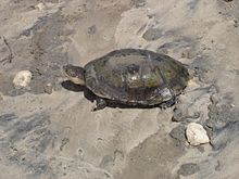 "Pelomedusa subrufa", African helmeted turtle