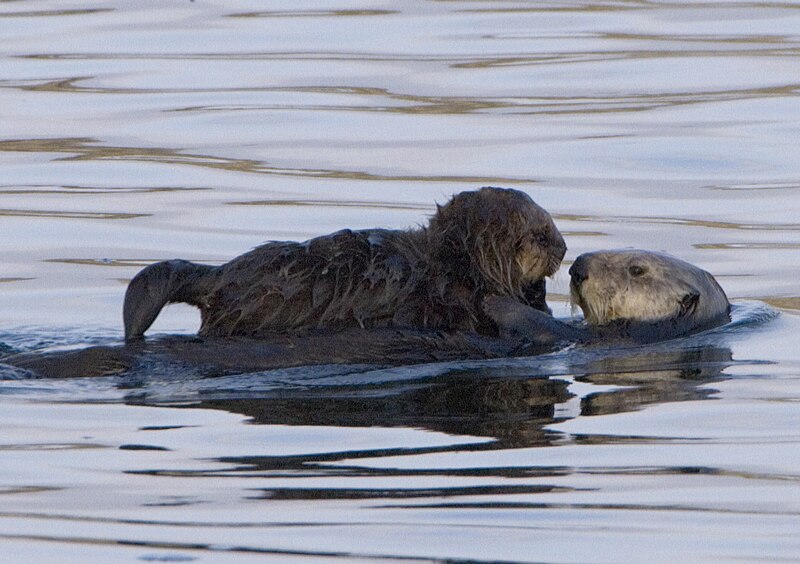 Файл:Sea-otter-with-pup-morro-rock.jpg