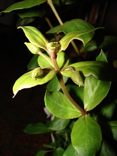 File:Starr 080314-3409 Lysimachia maxima.jpg