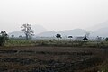 Sukhothai dry plains