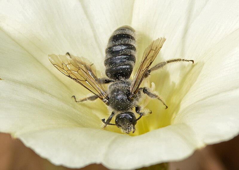 File:Systropha planidens male 1.jpg