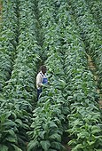 Broadleaf tobacco inspected in Chatham, Virginia, United States.