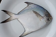 White Pomfret.JPG