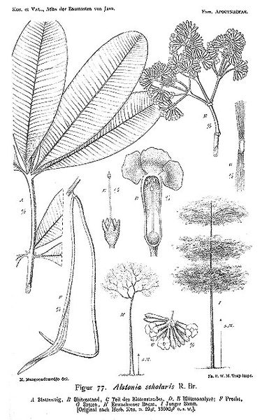 File:Alstonia.scholaris.jpg