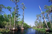 Bald Cypress swamp.jpg