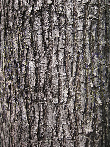 File:Bark of Pterocarpus indicus.jpg