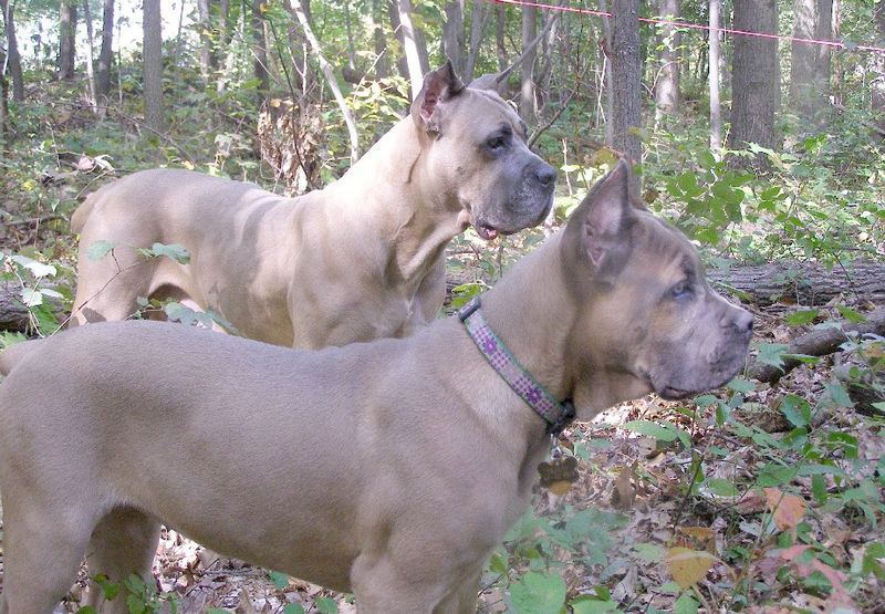 File:CaneCorso (15).jpg