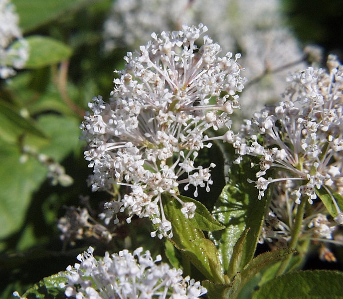 File:Ceanothus americanus1.jpg