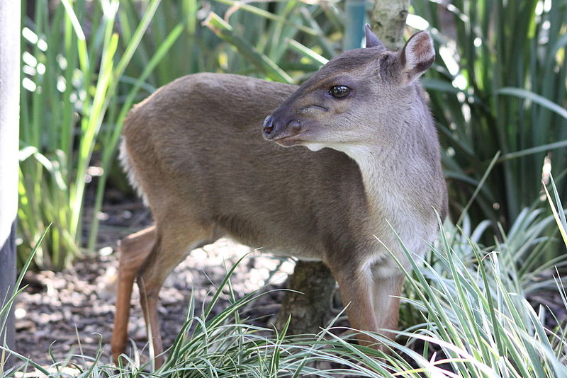 File:Cephalophus monticola.jpg