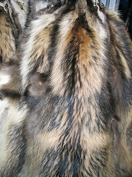 File:Chinese Raccoon fur-skin (cut).jpg