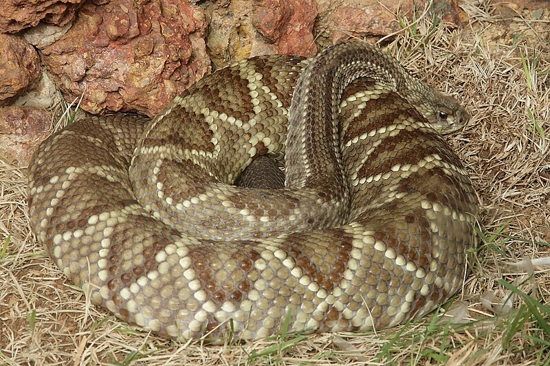 Файл:Crotalus durissus zoo Brasilia.jpg