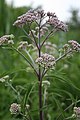 Joe-pye Weed, Eupatorium maculatum