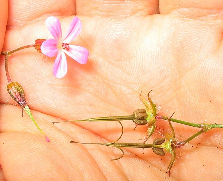 File:Geranium-robertianum(Samen).jpg