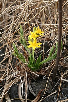 Hypoxis angustifolia MS 3546.jpg