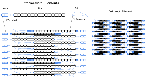 File:Intermediate filaments.svg