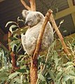 Koala at Lone Pine Koala Sanctuary