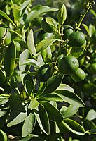 Green fruit and leaves