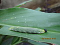 Grass demon caterpillar on ginger leaf