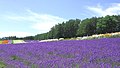 A lavender farm in Hokkaidō.