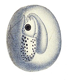 Loligo vulgaris embryo2.jpg