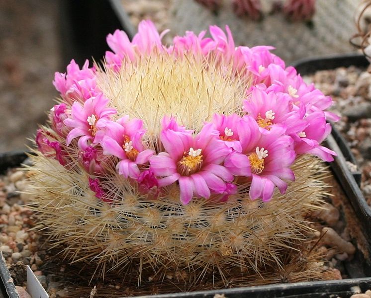 Файл:Mammillaria laui ssp subducta.jpg