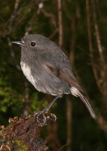 File:New Zealand Robin.jpg