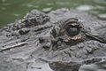 Up close and personal with an American alligator