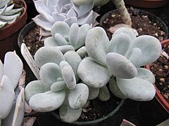 Pachyphytum werdermannii