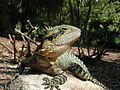 Australian Water Dragon