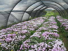 Cyclamen persicum and Oxalis pes-caprae