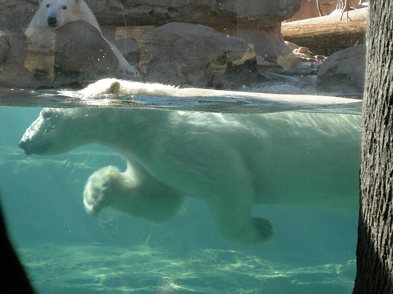 Файл:Polar bear swimming.jpg