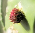 Bud emerging