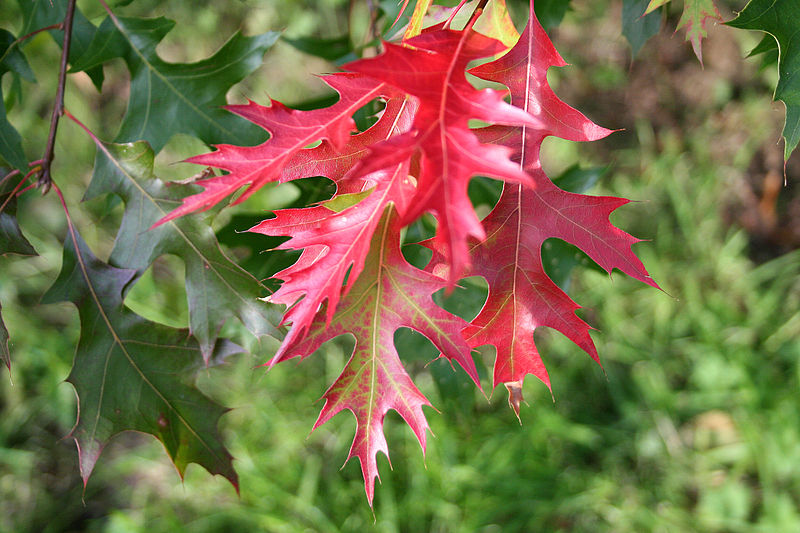 File:Quercus coccinea Fe1aJPG.jpg