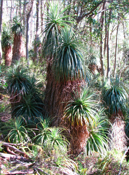 File:R. pandanifolia.png