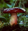 Russula xerampelina